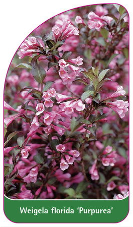 Weigela florida 'Purpurea'