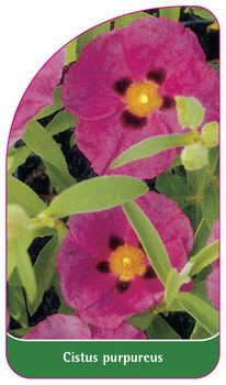 Cistus purpureus