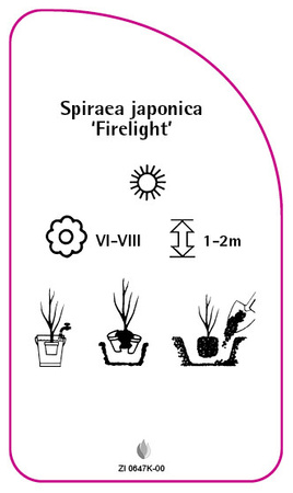 Spiraea japonica 'Firelight''