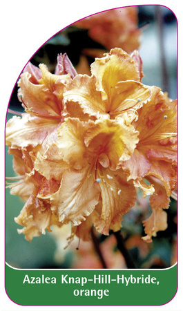 Azalea Knap-Hill-Hybride, orange