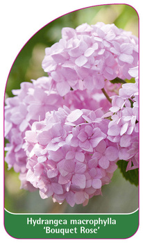 Hydrangea macrophylla 'Bouquet Rose'