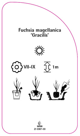 Fuchsia magellanica 'Gracilis'