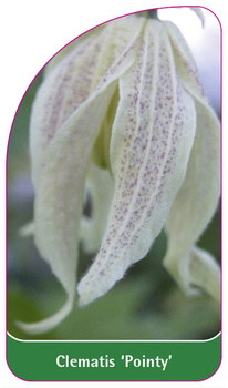 Clematis 'Pointy'
