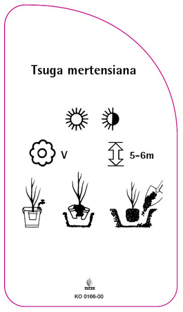 Tsuga mertensiana