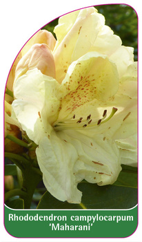 Rhododendron campylocarpum 'Maharani'