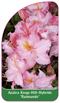 Azalea Knap-Hill-Hybride 'Raimunde'