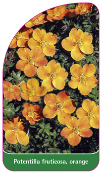 Potentilla fruticosa, orange
