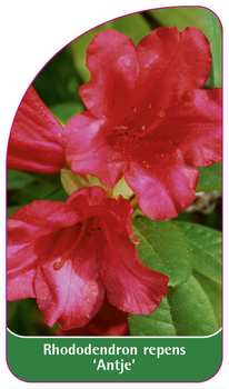 Rhododendron repens 'Antje'