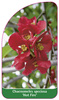Chaenomeles speciosa 'Hot Fire'