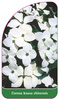 Cornus kousa chinensis