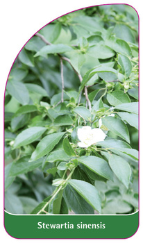 Stewartia sinensis