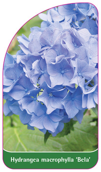 Hydrangea macrophylla 'Bela'