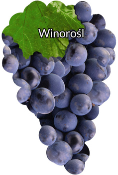 Winorośl Fioletowa blank