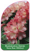 Rhododendron-Hybride 'Anna Rose Whitney'