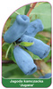 Kamchatka berry "Jugana