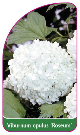 Viburnum opulus 'Roseum'