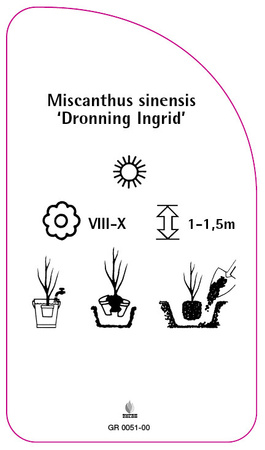 Miscanthus sinensis 'Dronning Ingrid'