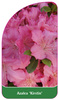 Azalea 'Kirstin'