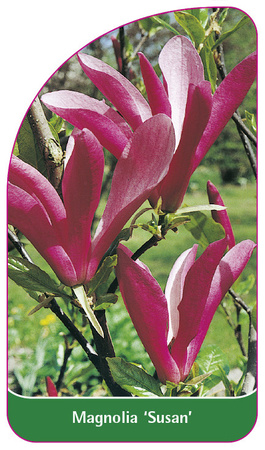 Magnolia 'Susan'