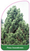 Pinus leucodermis