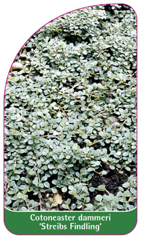 Cotoneaster dammeri 'Streibs Findling'