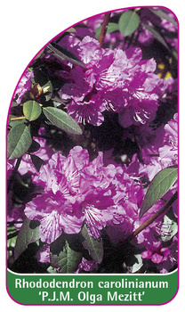 Rhododendron carolinianum 'P.J.M. Olga Mezitt'