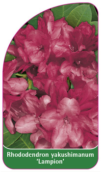 Rhododendron yakushimanum 'Lampion'