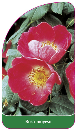 Rosa moyesii