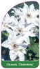 Clematis 'Chalcedony'