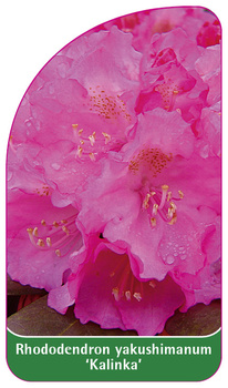Rhododendron yakushimanum 'Kalinka'