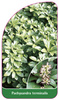 Pachysandra terminalis