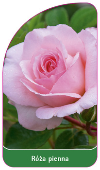 Kmenová růže č. 20