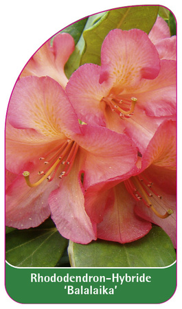 Rhododendron-Hybride 'Balalaika'