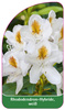 Rhododendron-Hybride, weiß