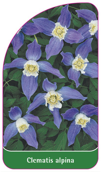 Clematis alpina