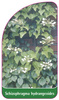 Schizophragma hydrangeoides