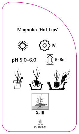Magnolia 'Hot Lips'