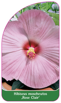 Hibiscus moscheutos ,Rose Clair'