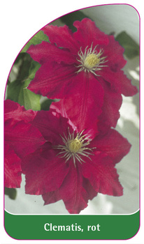 Clematis, rot