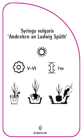 Syringa vulgaris 'Andenken an Ludwig Späth'