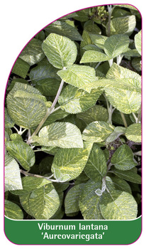 Viburnum lantana 'Aureovariegata'