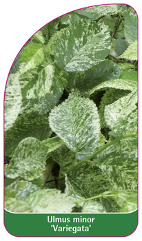 Ulmus minor 'Variegata'
