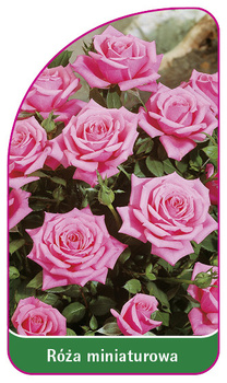 Róza miniaturowa