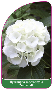 Hydrangea macrophylla 'Snowball'