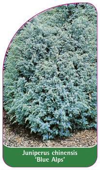 Juniperus chinensis 'Blue Alps'