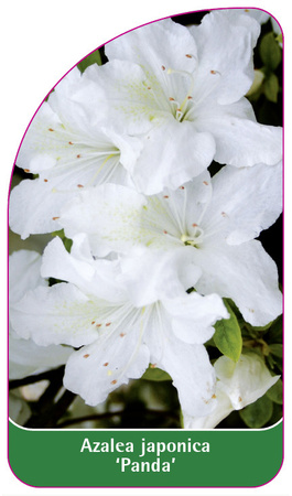 Azalea japonica 'Panda'