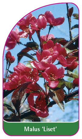 Malus 'Liset'