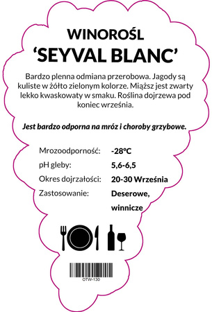 Winorośl Seyval Blanc