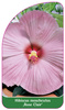 Hibiscus moscheutos ,Rose Clair'