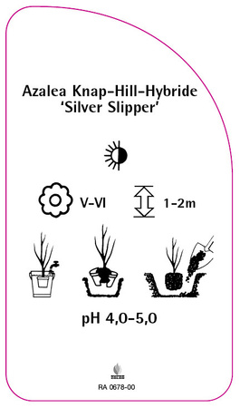 Azalea Knap-Hill-Hybride 'Silver Slipper''